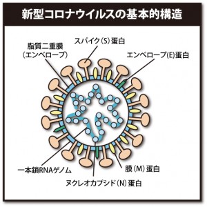 新型コロナウイルスの基本的構造